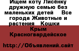 Ищем коту Лисёнку дружную семью без маленьких детей  - Все города Животные и растения » Кошки   . Крым,Красногвардейское